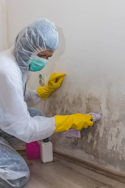 Best Biohazard Mold Removal  in New Stanton, PA