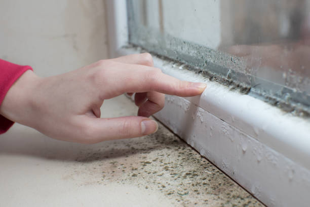 Best Airborne Mold Testing  in New Stanton, PA